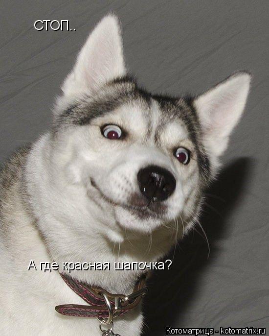 СТОП.. А где красная шапочка?... Котоматрица: СТОП.. А где красная шапочка?