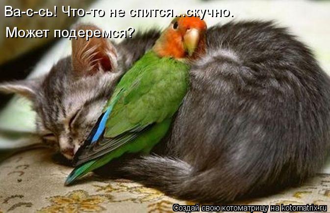 Ва-с-сь! Что-то не спится...скучно. Может подеремся?... Котоматрица: Ва-с-сь! Что-то не спится...скучно. Может подеремся?