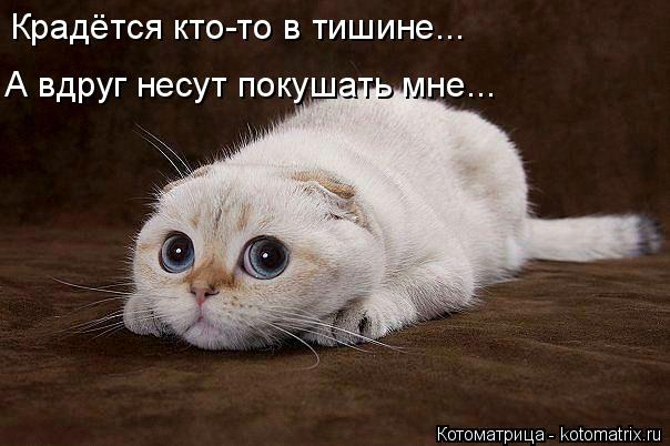 Крадётся кто-то в тишине... А вдруг несут покушать мне...... Котоматрица: Крадётся кто-то в тишине... А вдруг несут покушать мне...