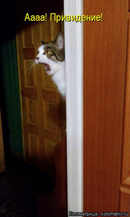 Котоматрица: Аааа! Привидение!