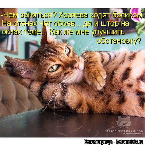 Котоматрица: -Чем заняться? Хозяева ходят босиком. На стенах нет обоев... да и штор на  окнах тоже... Как же мне улучшить обстановку?