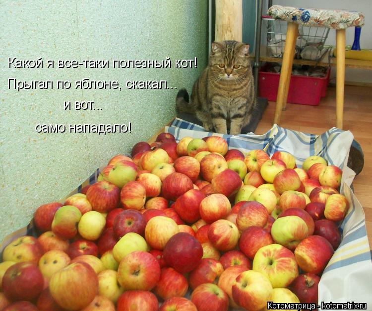 Какой я все-таки полезный кот! Прыгал по яблоне, скакал... и вот... само нападало!... Котоматрица: Какой я все-таки полезный кот! Прыгал по яблоне, скакал... и вот... само нападало!