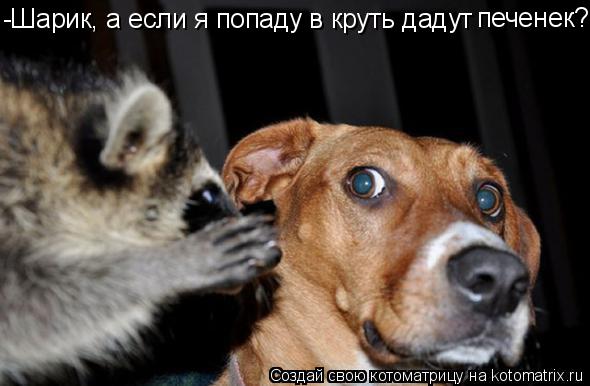 Котоматрица: -Шарик, а если я попаду в круть дадут печенек?