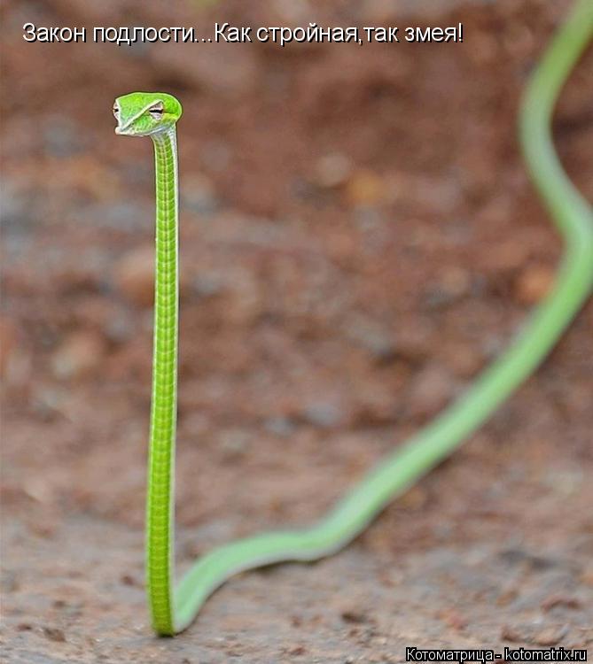 Котоматрица: Закон подлости...Как стройная,так змея!