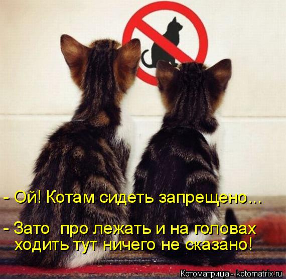 Котоматрица: - Ой! Котам сидеть запрещено... - Зато  про лежать и на головах ходить тут ничего не сказано!