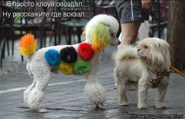 Ну расскажите где вокзал... Я просто клоун,опоздал...... Котоматрица: Ну расскажите где вокзал... Я просто клоун,опоздал...