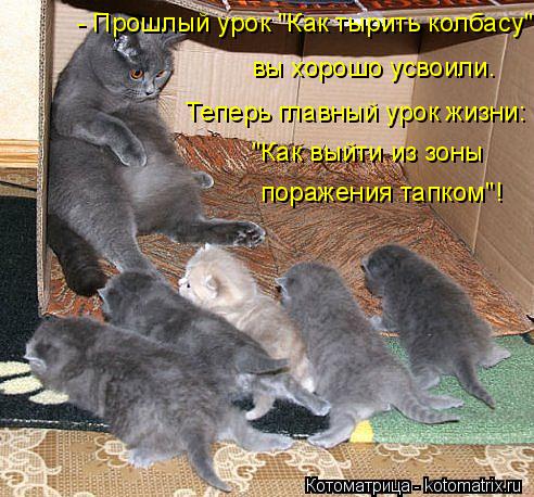 - Прошлый урок "Как тырить колбасу" вы хорошо усвоили. Теперь главный урок жизни: "Как выйти из зоны ... Котоматрица: - Прошлый урок "Как тырить колбасу" вы хорошо усвоили. Теперь главный урок жизни: "Как выйти из зоны поражения тапком"!