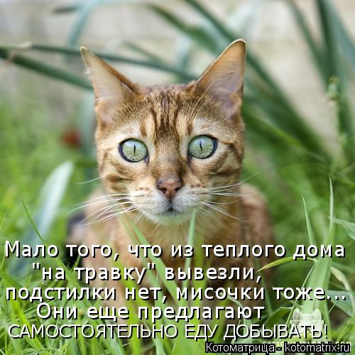 Котоматрица: Мало того, что из теплого дома  "на травку" вывезли,  подстилки нет, мисочки тоже... Они еще предлагают САМОСТОЯТЕЛЬНО ЕДУ ДОБЫВАТЬ!