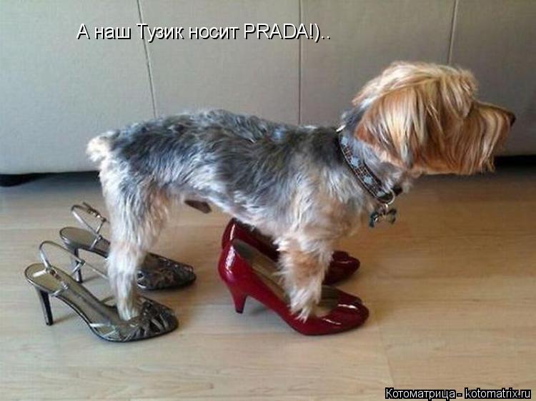 А наш Тузик носит PRADA!)..... Котоматрица: А наш Тузик носит PRADA!)..