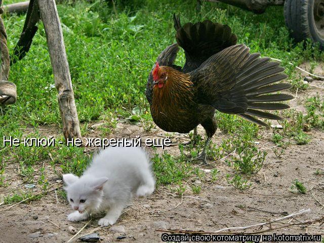 Не клюй - не жареный ещё... Котоматрица: Не клюй - не жареный ещё