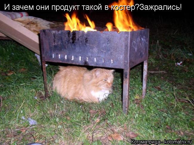 Котоматрица: И зачем они продукт такой в костер?Зажрались!