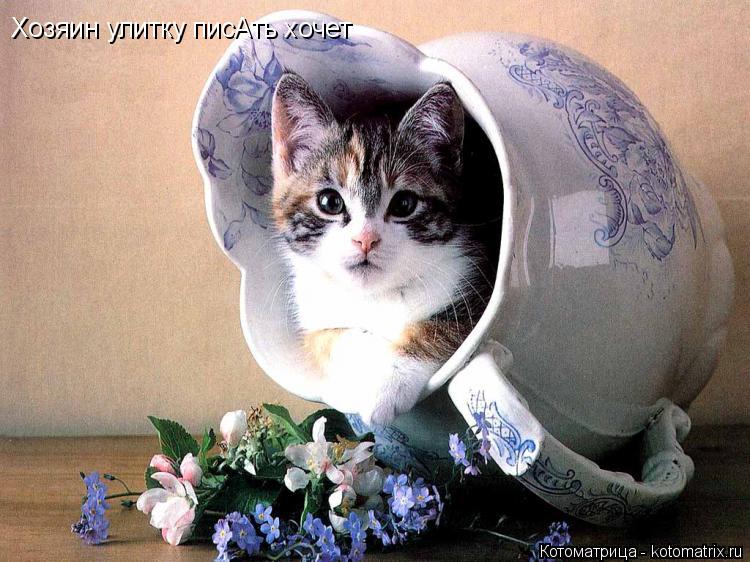 Котоматрица: Хозяин улитку писАть хочет