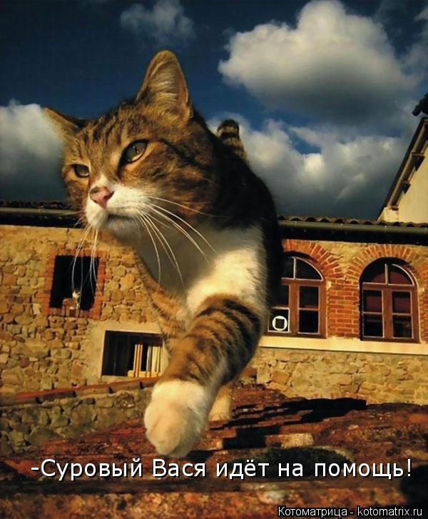 -Суровый Вася идёт на помощь!... Котоматрица: -Суровый Вася идёт на помощь!