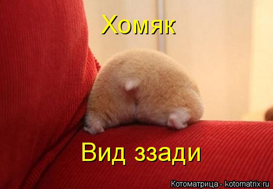 Хомяк Вид ззади... Котоматрица: Хомяк Вид ззади