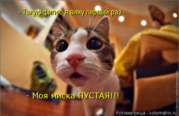- Такую фигню я вижу первый раз. - Моя миска ПУСТАЯ!!!... Котоматрица: - Такую фигню я вижу первый раз. - Моя миска ПУСТАЯ!!!