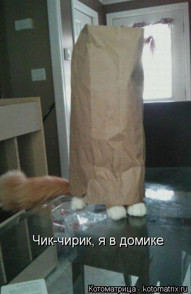 Котоматрица: Чик-чирик, я в домике
