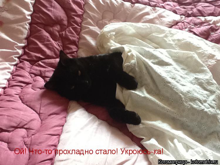 Ой! Что-то прохладно стало! Укроюсь-ка!... Котоматрица: Ой! Что-то прохладно стало! Укроюсь-ка!