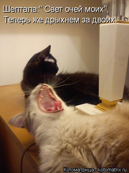 Шептала:" Свет очей моих", Теперь же дрыхнем за двоих.... Котоматрица: Шептала:" Свет очей моих", Теперь же дрыхнем за двоих.