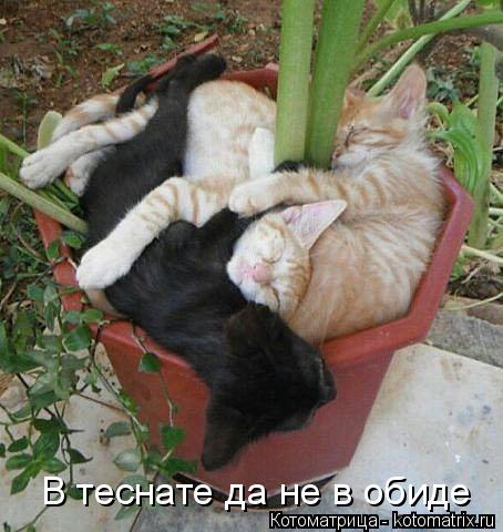 Котоматрица: В теснате да не в обиде