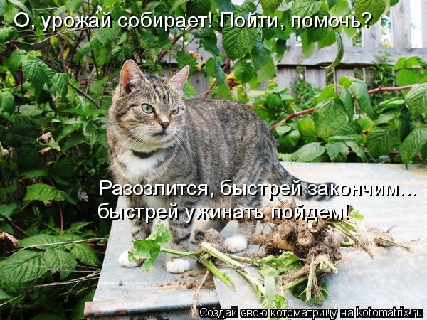 О, урожай собирает! Пойти, помочь? Разозлится, быстрей закончим... быстрей ужинать пойдем!... Котоматрица: О, урожай собирает! Пойти, помочь? Разозлится, быстрей закончим... быстрей ужинать пойдем!