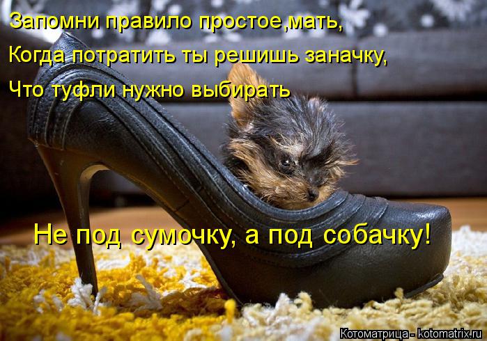 Котоматрица: Запомни правило простое,мать, Не под сумочку, а под собачку! Когда потратить ты решишь заначку, Что туфли нужно выбирать