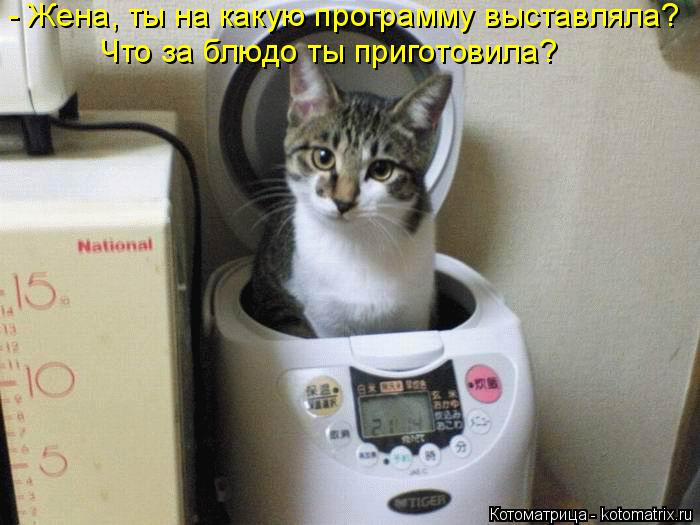 - Жена, ты на какую программу выставляла? Что за блюдо ты приготовила?... Котоматрица: - Жена, ты на какую программу выставляла? Что за блюдо ты приготовила?