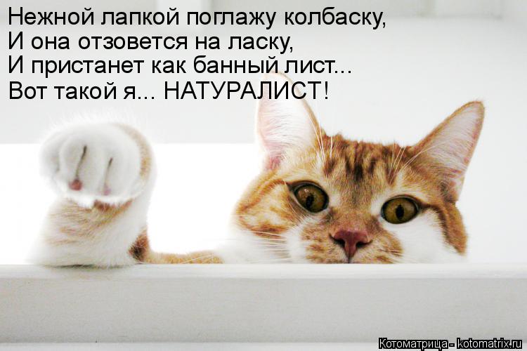 Котоматрица: Нежной лапкой поглажу колбаску, И она отзовется на ласку, И пристанет как банный лист... Вот такой я... НАТУРАЛИСТ!