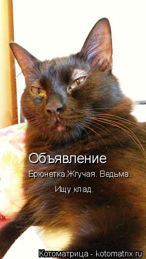 Объявление Брюнетка.Жгучая. Ведьма. Ищу клад.... Котоматрица: Объявление Брюнетка.Жгучая. Ведьма. Ищу клад.