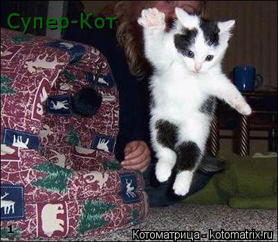 Супер-Кот... Котоматрица: Супер-Кот