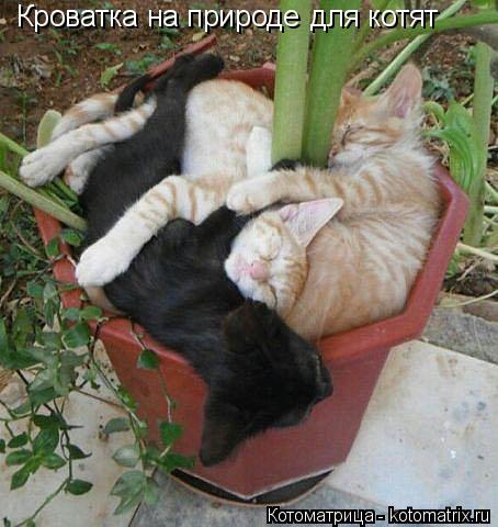 Котоматрица: Кроватка на природе для котят