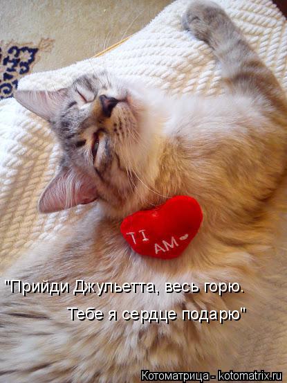 Котоматрица: "Прийди Джульетта, весь горю. Тебе я сердце подарю"