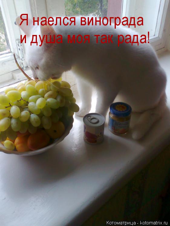 Котоматрица: Я наелся винограда и душа моя так рада!