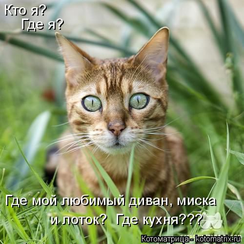 Кто я? Где я? Где мой любимый диван, миска и лоток? Где кухня???... Котоматрица: Кто я? Где я? Где мой любимый диван, миска и лоток? Где кухня???
