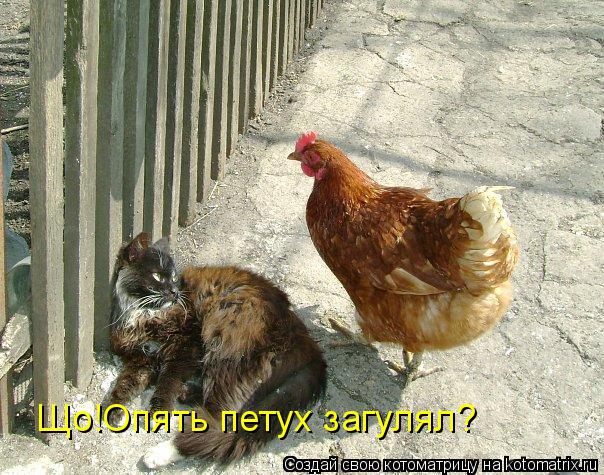 Котоматрица: Що!Опять петух загулял?