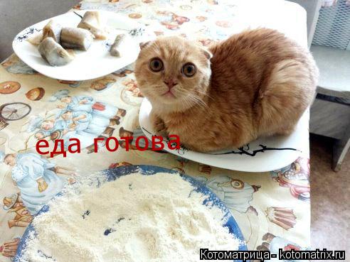 еда готова... Котоматрица: еда готова
