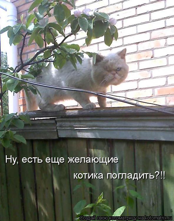 Котоматрица: Ну, есть еще желающие  котика погладить?!!