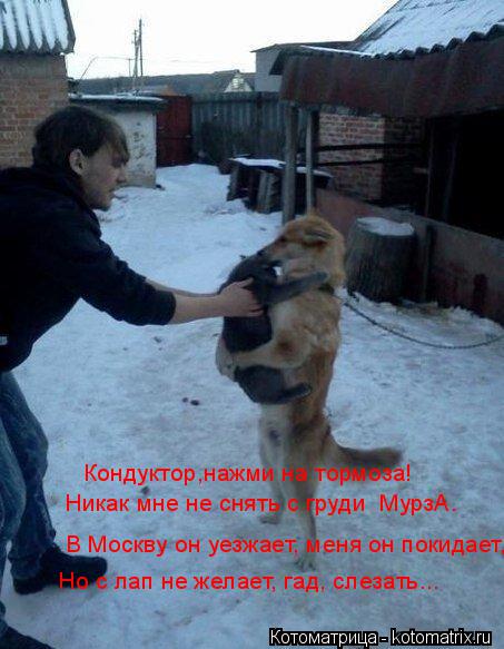 Котоматрица: Кондуктор,нажми на тормоза! Никак мне не снять с груди  МурзА. В Москву он уезжает, меня он покидает, Но с лап не желает, гад, слезать...