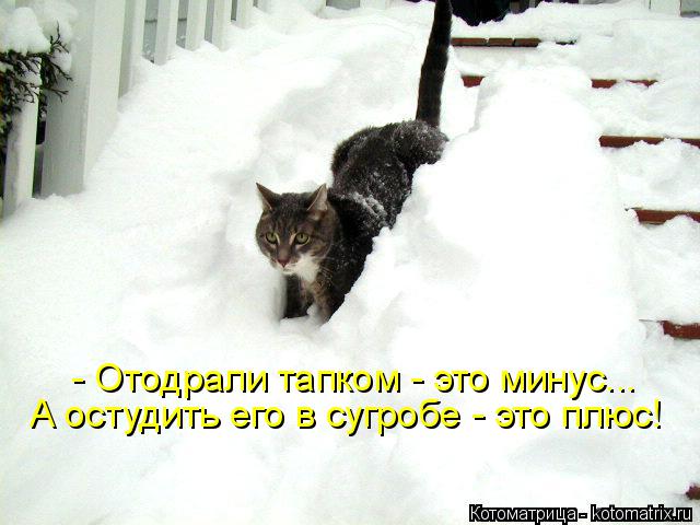 Котоматрица: - Отодрали тапком - это минус... А остудить его в сугробе - это плюс!