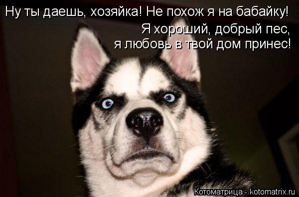 Котоматрица: Я хороший, добрый пес, я любовь в твой дом принес! Ну ты даешь, хозяйка! Не похож я на бабайку!