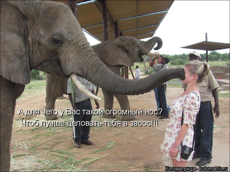Котоматрица: А для чего у Вас такой огромный нос? Чтоб лучше целовать тебя в засос!!!