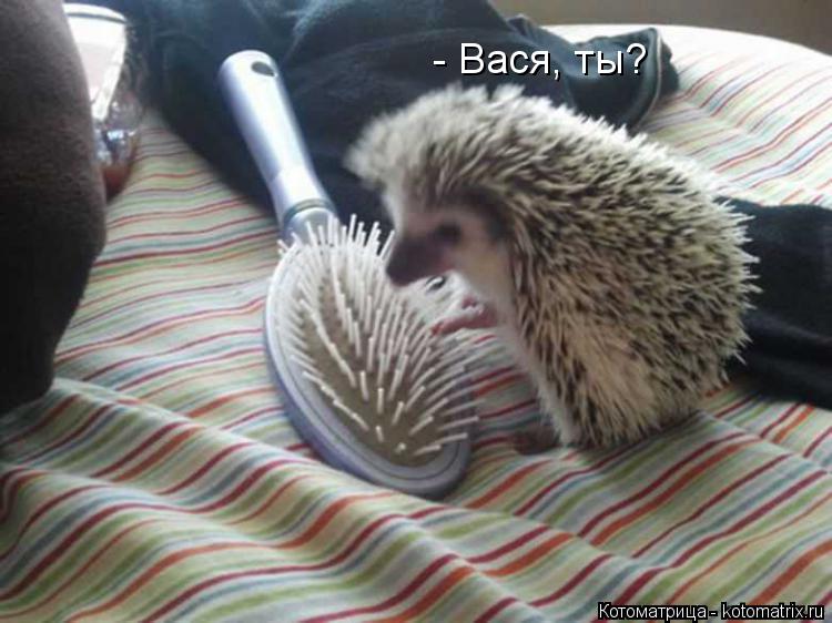 Котоматрица: - Вася, ты?