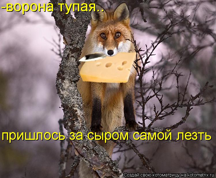 -ворона тупая.. пришлось за сыром самой лезть... Котоматрица: -ворона тупая.. пришлось за сыром самой лезть
