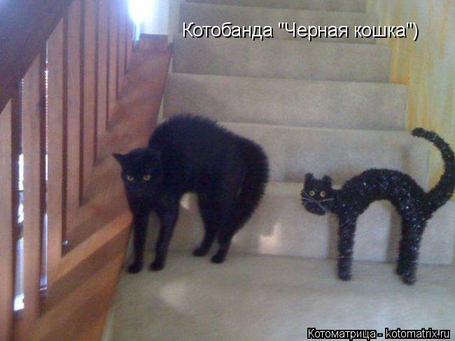 Котоматрица: Котобанда "Черная кошка")