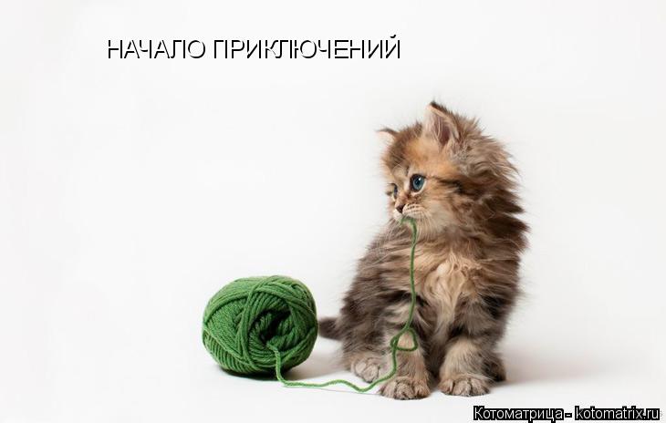 Котоматрица: НАЧАЛО ПРИКЛЮЧЕНИЙ