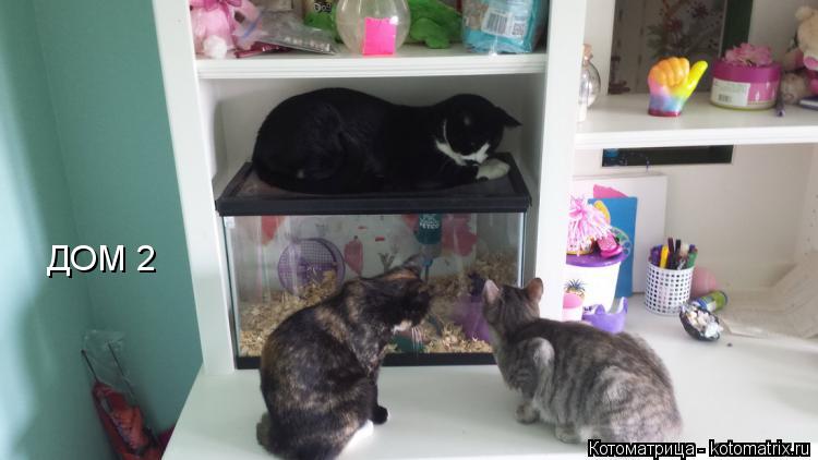 Котоматрица: ДОМ 2