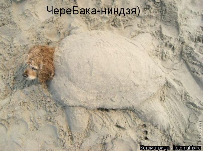 ЧереБака-ниндзя)... Котоматрица: ЧереБака-ниндзя)