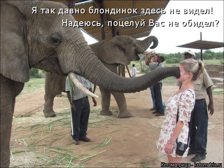 Я так давно блондинок здесь не видел! Надеюсь, поцелуй Вас не обидел?... Котоматрица: Я так давно блондинок здесь не видел! Надеюсь, поцелуй Вас не обидел?