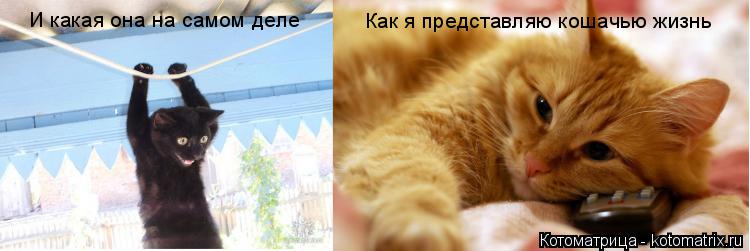 Как я представляю кошачью жизнь И какая она на самом деле... Котоматрица: Как я представляю кошачью жизнь И какая она на самом деле