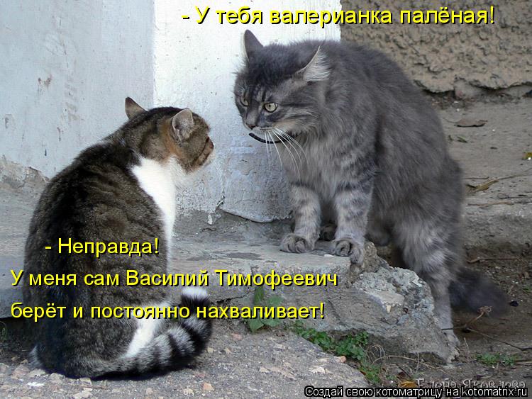 Котоматрица: - Неправда! У меня сам Василий Тимофеевич берёт и постоянно нахваливает! - У тебя валерианка палёная!