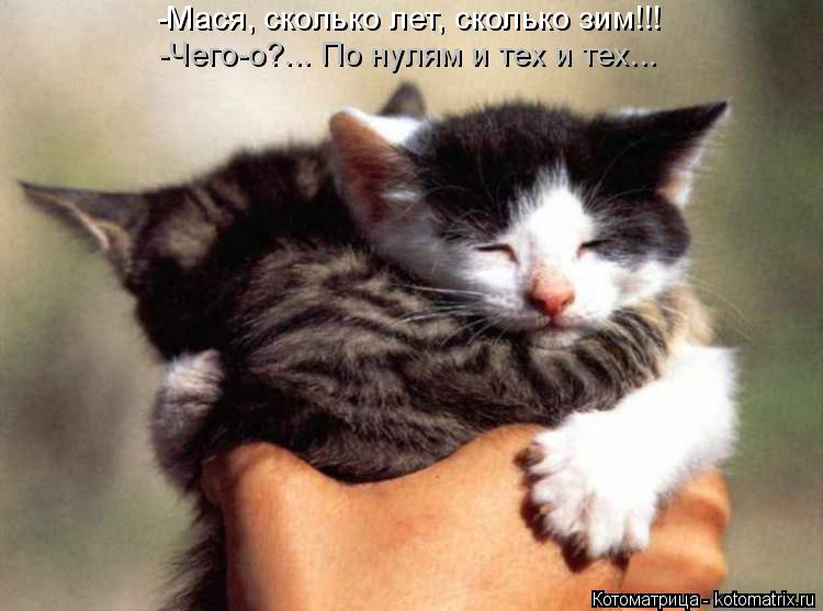 Котоматрица: -Мася, сколько лет, сколько зим!!! -Чего-о?... По нулям и тех и тех...